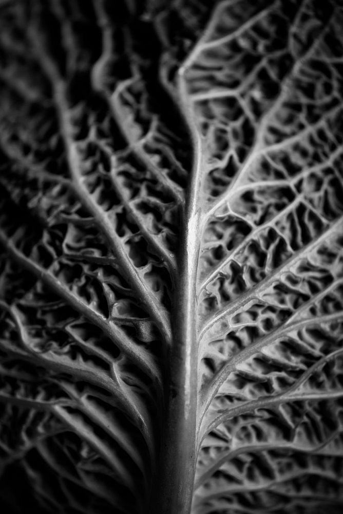 Closeup of fresh cabbage leaf grayscale