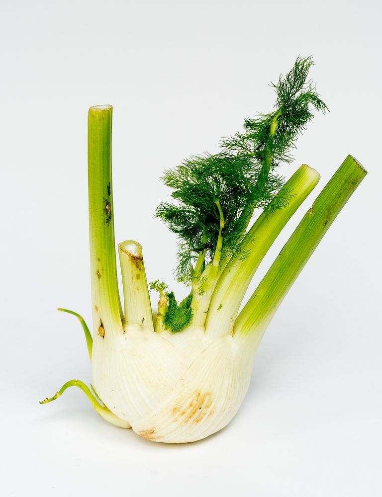 Fresh organic funnel vegetable