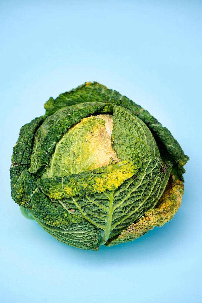 Closeup of fresh organic cabbage