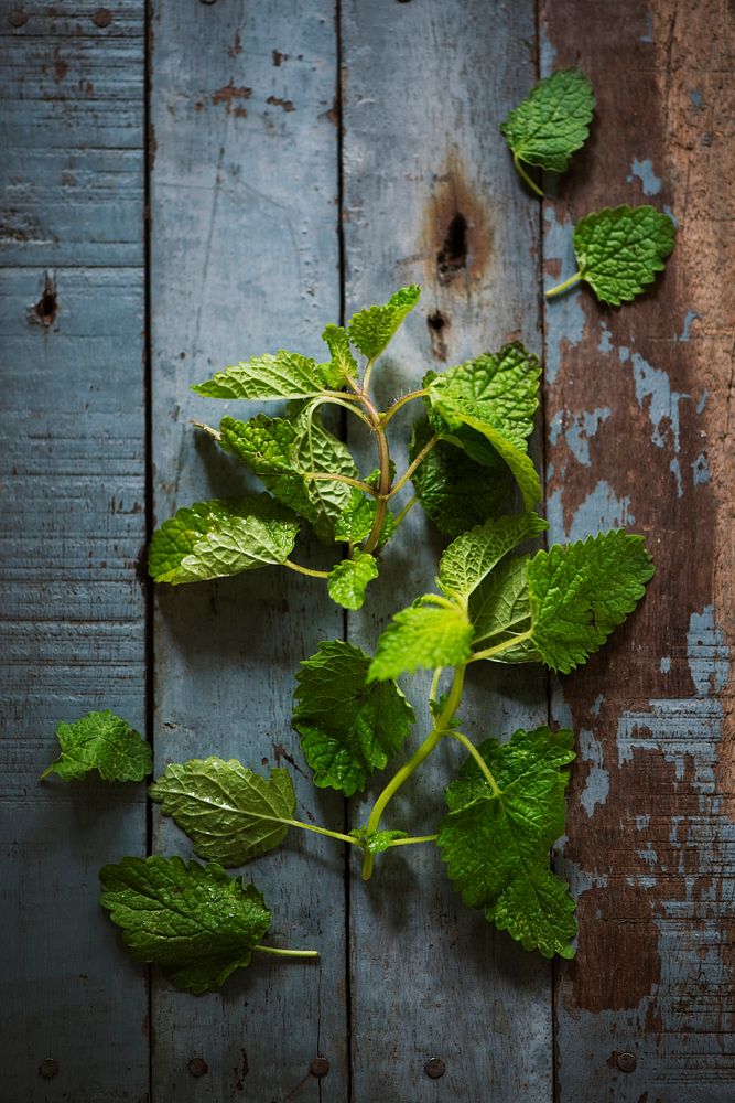 Closeup of fresh mint leaves on wooden background