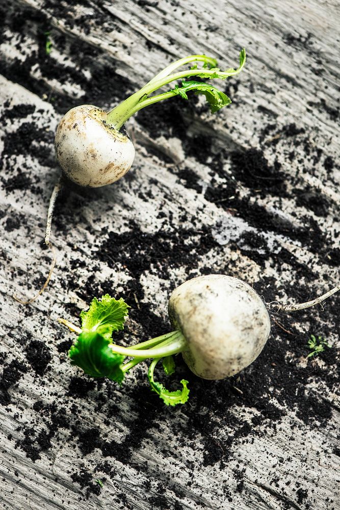 Closeup of fresh white radish on wooden table with dirt