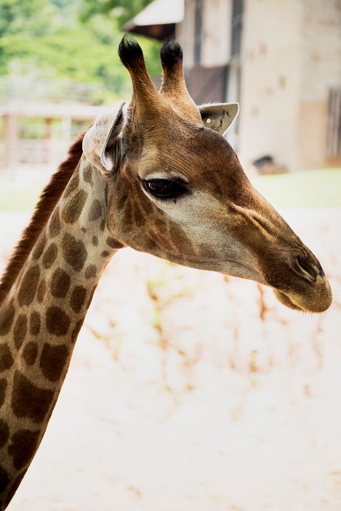 Closeup of giraffe at the zoo