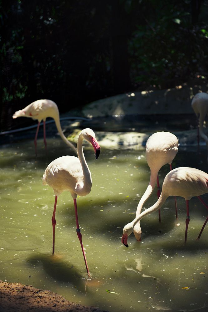 Closeup of pink flamingo bird at the zoo