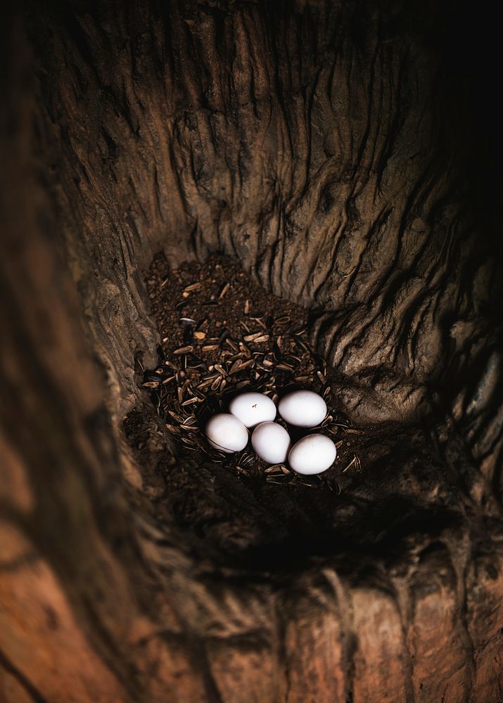 Closeup of animal eggs lying on the floor