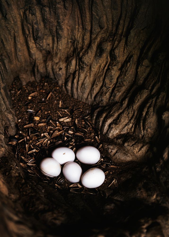 Closeup of animal eggs lying on the floor