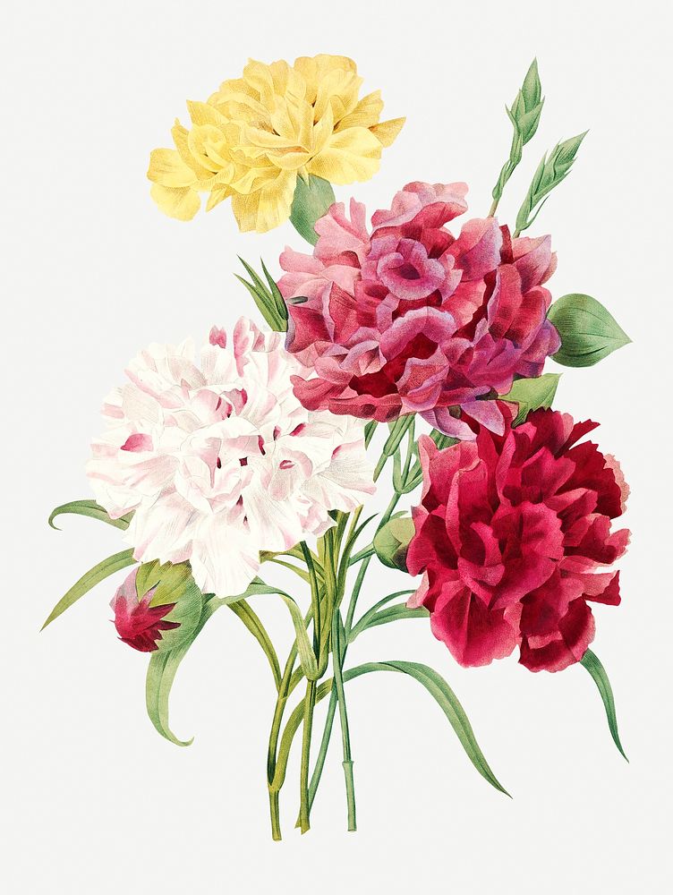 Carnation flower psd botanical illustration, remixed from artworks by Pierre-Joseph Redout&eacute;