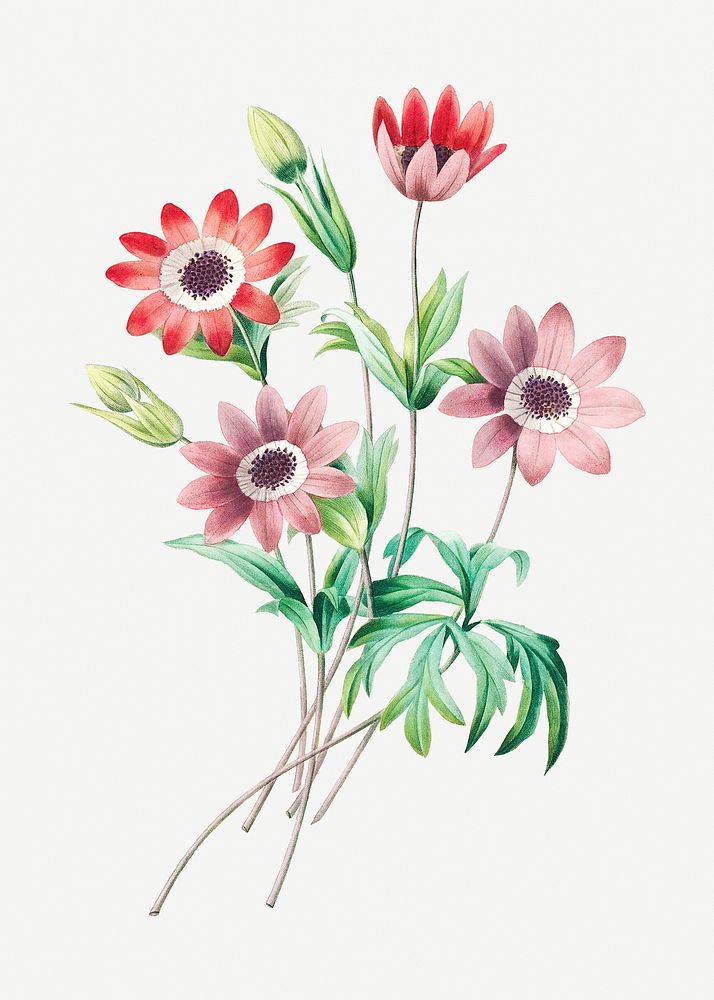 Broad leaved anemone flower psd botanical illustration, remixed from artworks by Pierre-Joseph Redout&eacute;