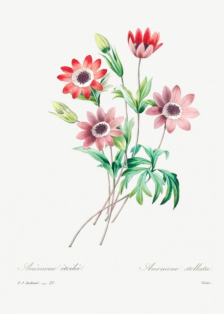 Broad leaved anemone by Pierre-Joseph Redout&eacute; (1759&ndash;1840). Original from Biodiversity Heritage Library.…