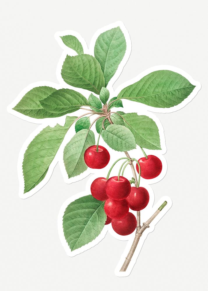 Red cherries on a branch sticker design resource 