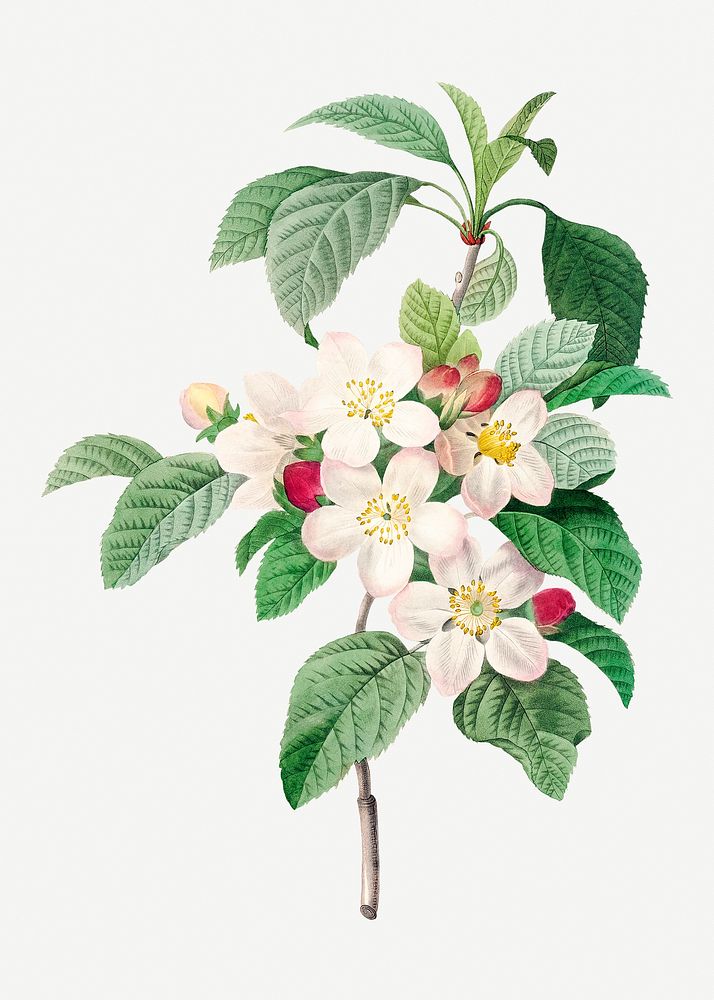 Crab apple flower psd botanical illustration, remixed from artworks by Pierre-Joseph Redout&eacute;