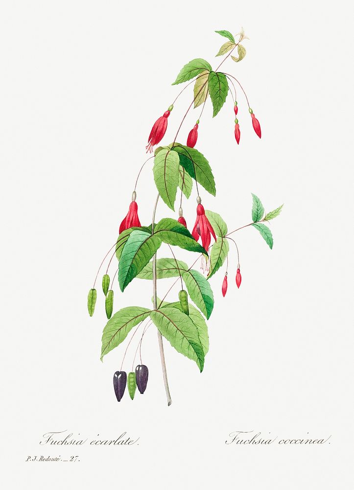 Fuchsia by Pierre-Joseph Redout&eacute; (1759&ndash;1840). Original from Biodiversity Heritage Library. Digitally enhanced…