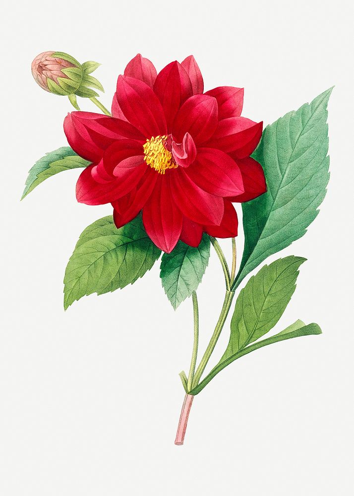 Dahlia double flower psd botanical illustration, remixed from artworks by Pierre-Joseph Redout&eacute;