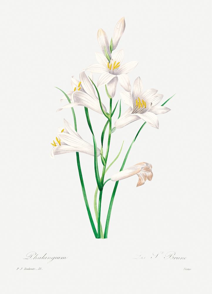 White lily by Pierre-Joseph Redout&eacute; (1759&ndash;1840). Original from Biodiversity Heritage Library. Digitally…
