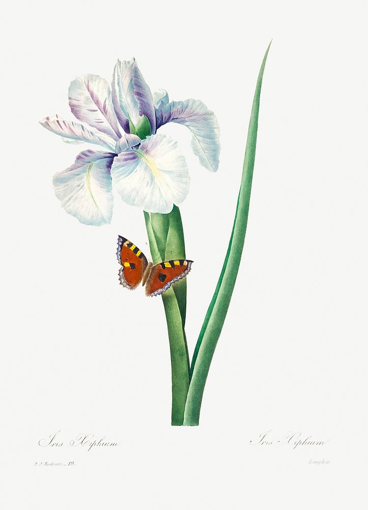 Spanish iris by Pierre-Joseph Redout&eacute; (1759&ndash;1840). Original from Biodiversity Heritage Library. Digitally…