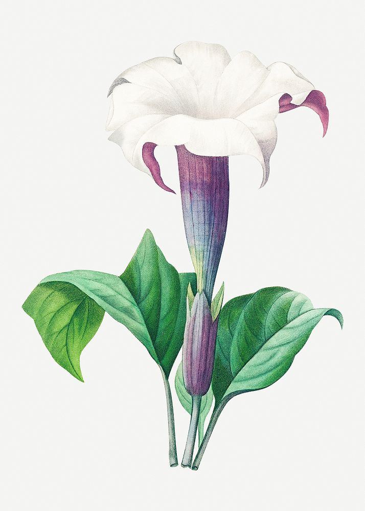 Thorn apple flower psd botanical illustration, remixed from artworks by Pierre-Joseph Redout&eacute;
