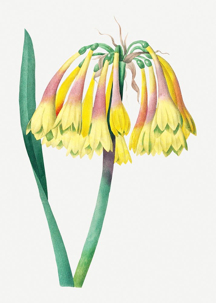 Knysna lily flower psd botanical illustration, remixed from artworks by Pierre-Joseph Redout&eacute;