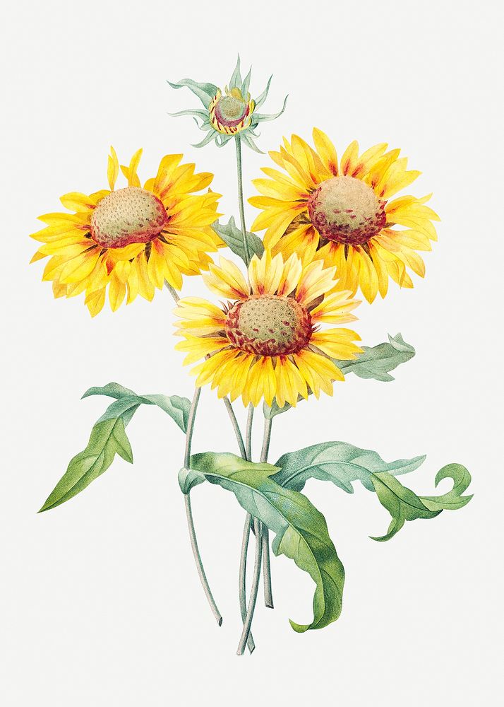 Blanket flower psd botanical illustration, remixed from artworks by Pierre-Joseph Redout&eacute;
