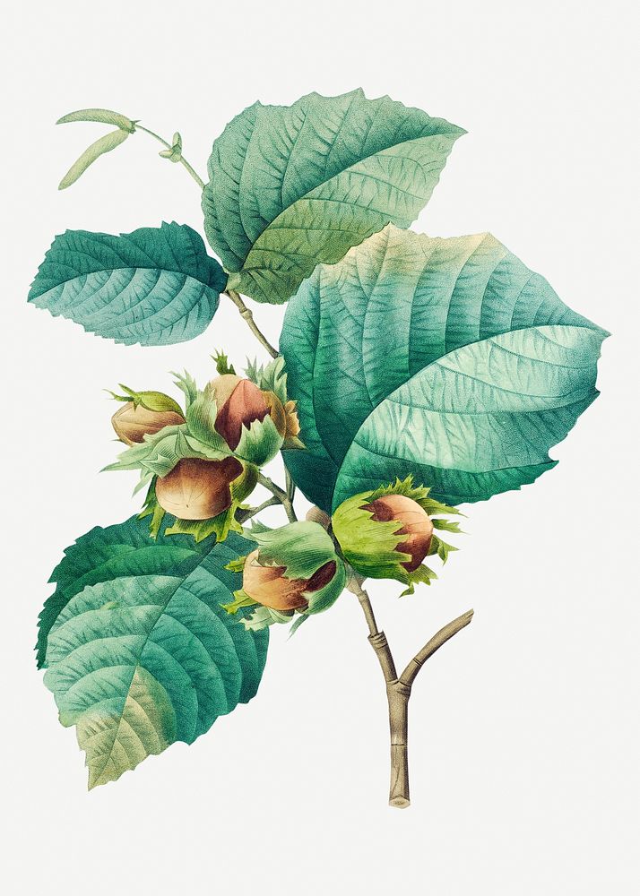 Hazelnut plant psd botanical illustration, remixed from artworks by Pierre-Joseph Redout&eacute;