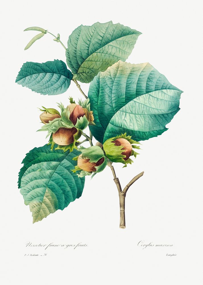 Hazelnut by Pierre-Joseph Redout&eacute; (1759&ndash;1840). Original from Biodiversity Heritage Library. Digitally enhanced…