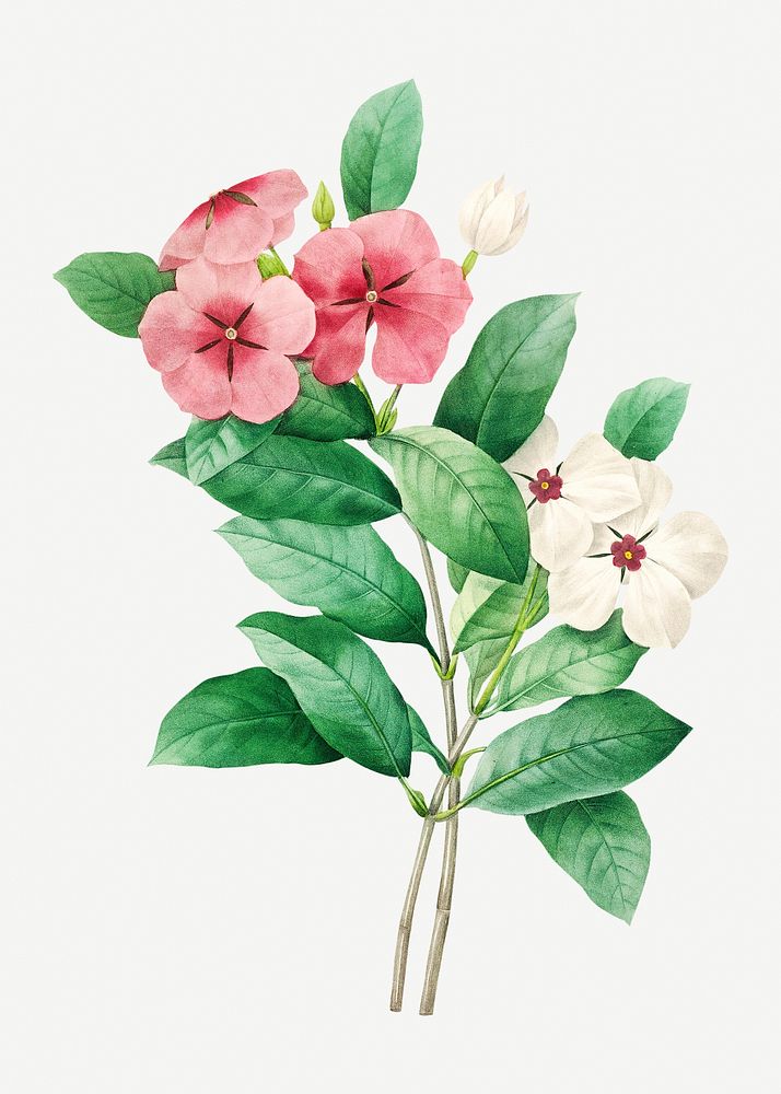 Periwinkle flower psd botanical illustration, remixed from artworks by Pierre-Joseph Redout&eacute;