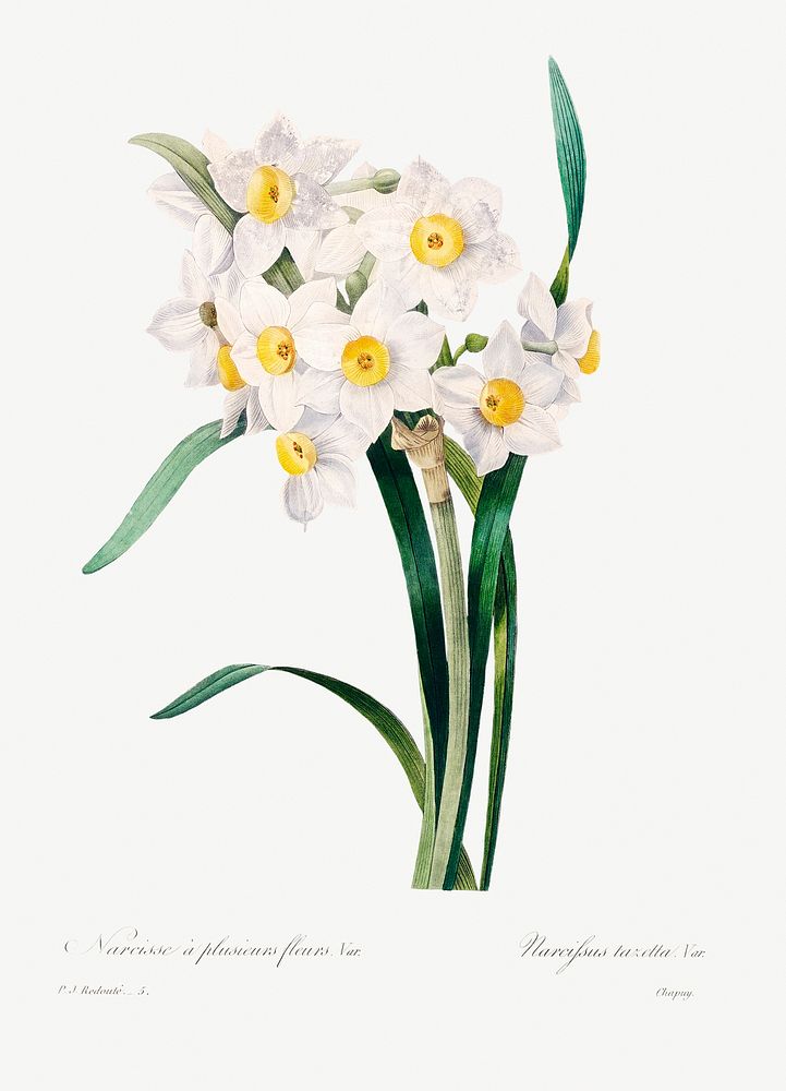 Chinese sacred lily by Pierre-Joseph Redout&eacute; (1759&ndash;1840). Original from Biodiversity Heritage Library.…