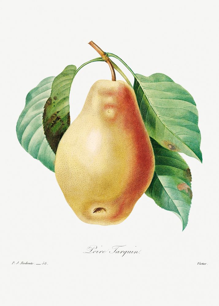 Pear by Pierre-Joseph Redout&eacute; (1759&ndash;1840). Original from Biodiversity Heritage Library. Digitally enhanced by…