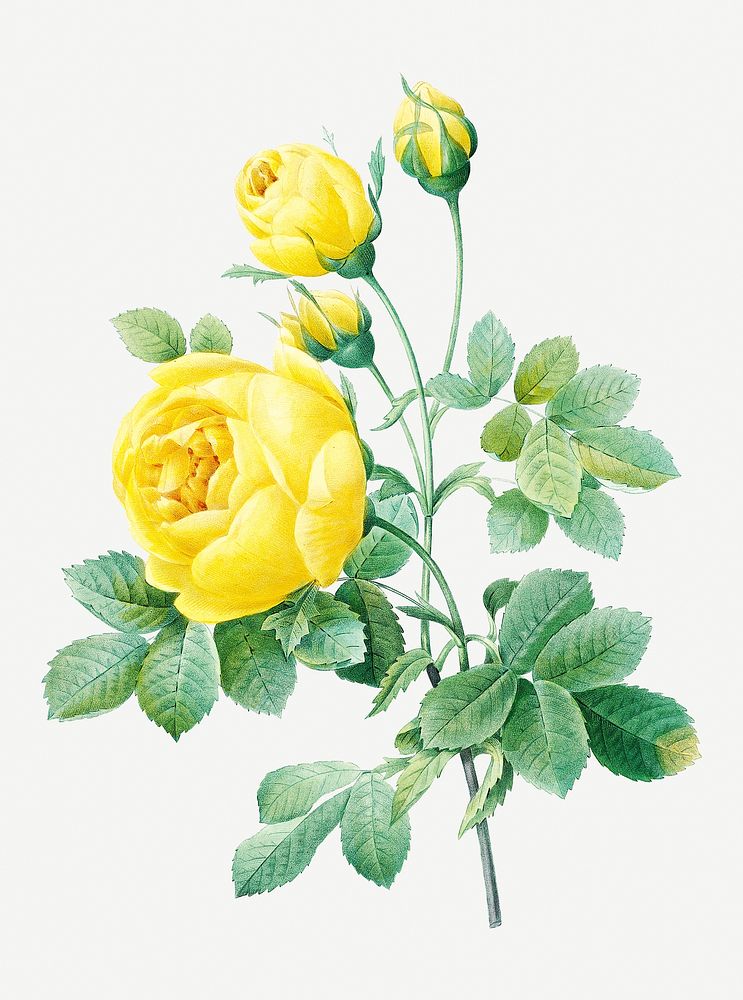 Yellow rose flower psd botanical illustration, remixed from artworks by Pierre-Joseph Redout&eacute;