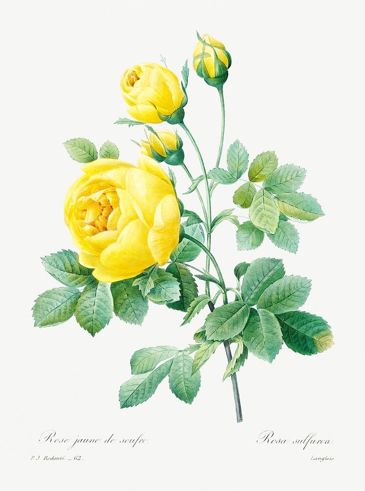 Yellow rose by Pierre-Joseph Redout&eacute; (1759&ndash;1840). Original from Biodiversity Heritage Library. Digitally…