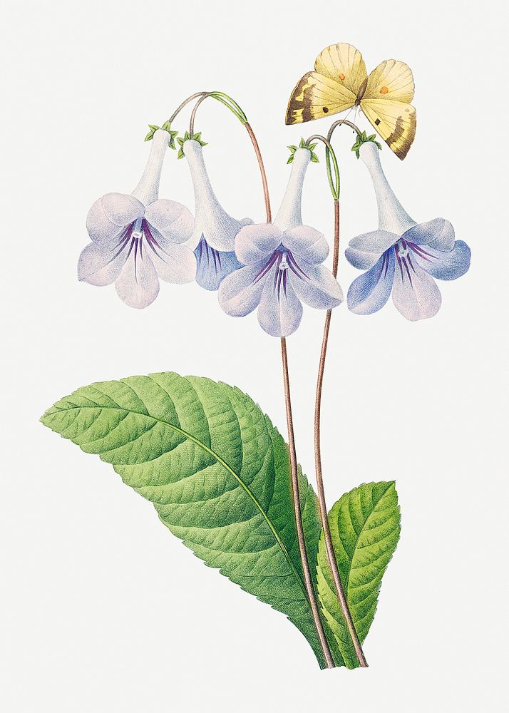 Canterbury bells flower psd botanical illustration, remixed from artworks by Pierre-Joseph Redout&eacute;