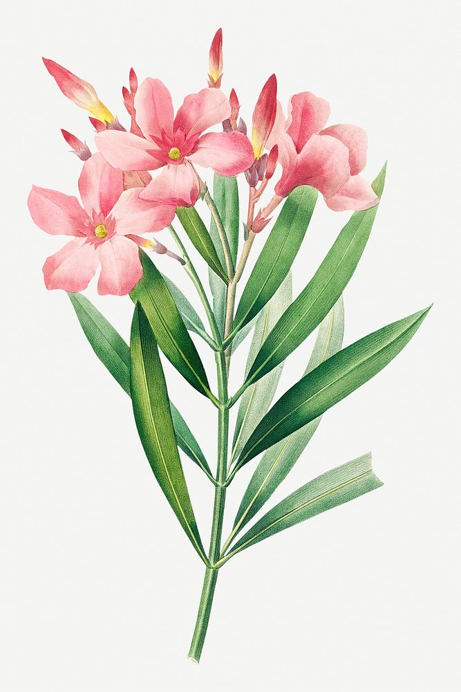 Oleander flower psd botanical illustration, remixed from artworks by Pierre-Joseph Redout&eacute;