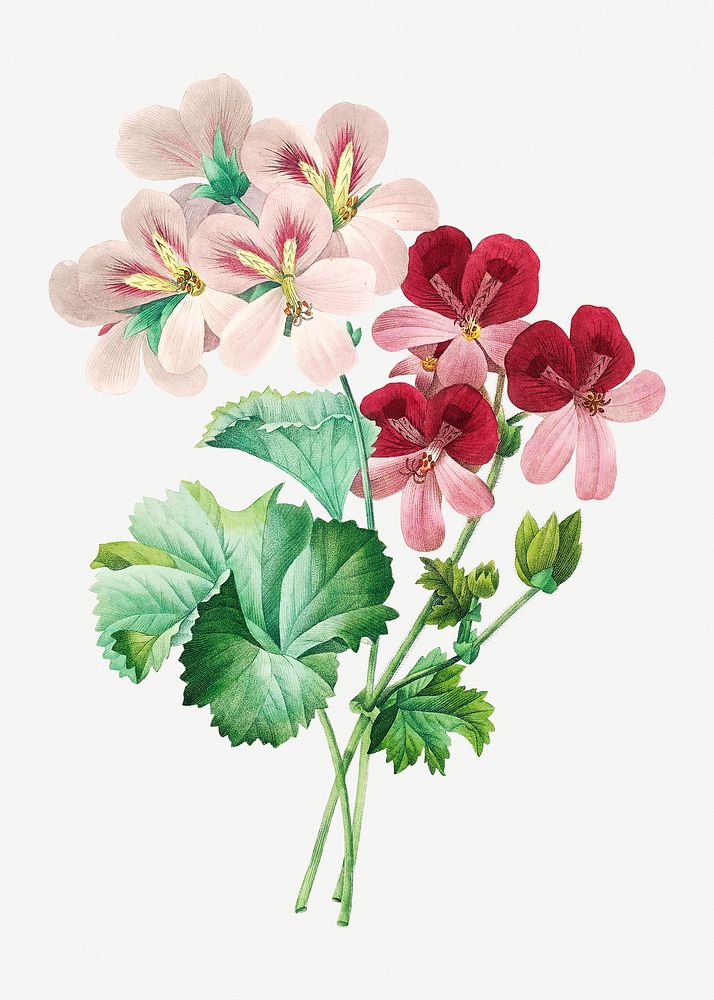 Cranesbill flower psd botanical illustration, remixed from artworks by Pierre-Joseph Redout&eacute;