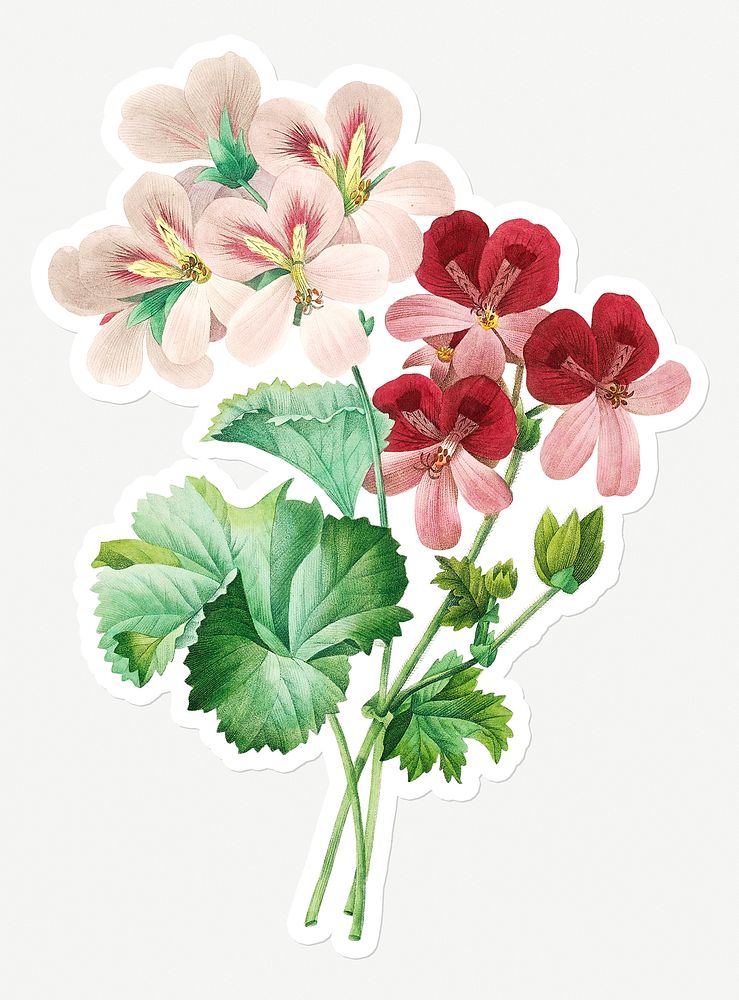 Cranesbill flower sticker design resource 