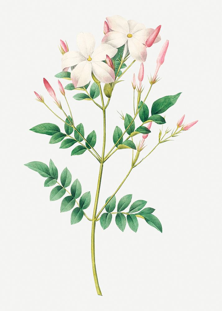 Spanish jasmine flower psd botanical illustration, remixed from artworks by Pierre-Joseph Redout&eacute;