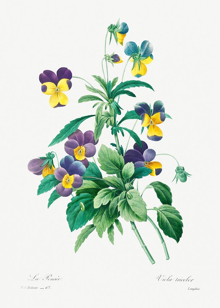 Wild pansy by Pierre-Joseph Redout&eacute; (1759&ndash;1840). Original from Biodiversity Heritage Library. Digitally…