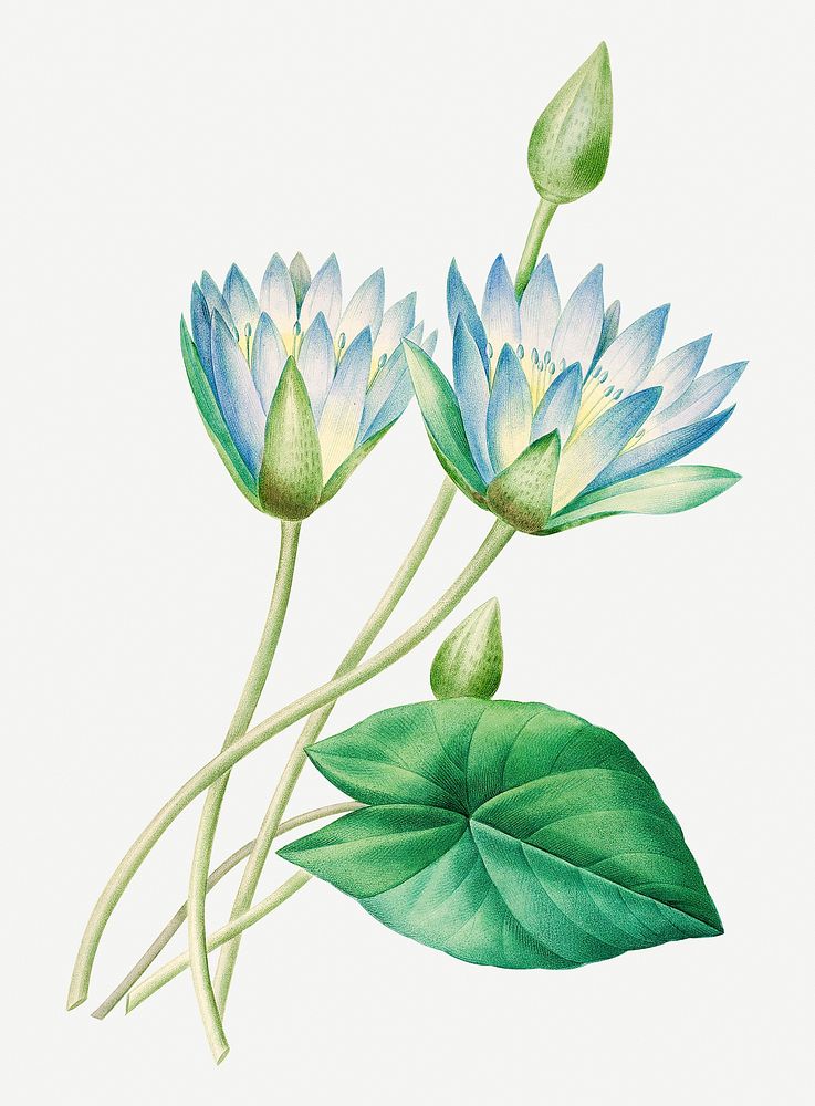 Egyptian lotus flower psd botanical illustration, remixed from artworks by Pierre-Joseph Redout&eacute;