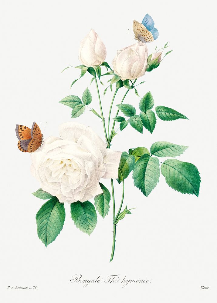 White rose by Pierre-Joseph Redout&eacute; (1759&ndash;1840). Original from Biodiversity Heritage Library. Digitally…