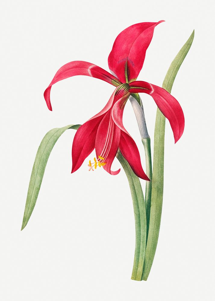 Amaryllis flower psd botanical illustration, remixed from artworks by Pierre-Joseph Redout&eacute;