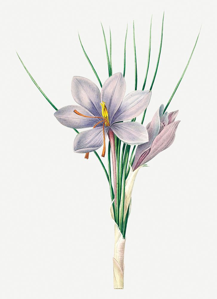 Autumn crocus flower psd botanical illustration, remixed from artworks by Pierre-Joseph Redout&eacute;