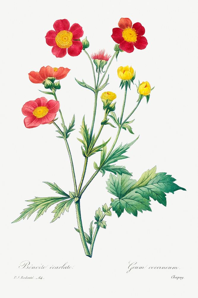 Red avens by Pierre-Joseph Redout&eacute; (1759&ndash;1840). Original from Biodiversity Heritage Library. Digitally enhanced…