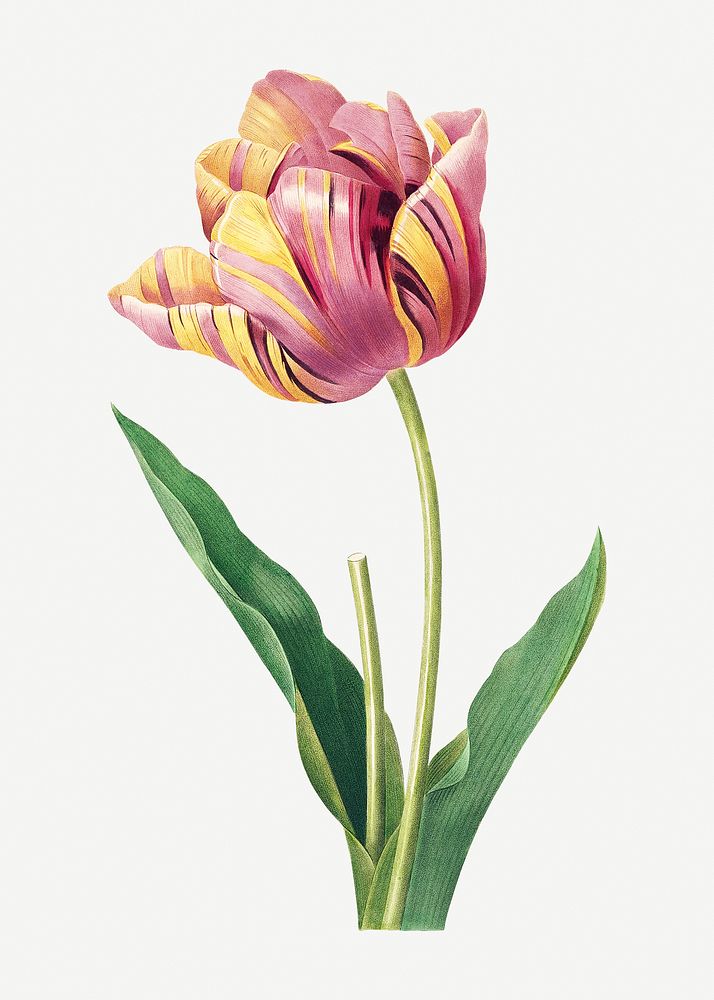 Tulip flower psd botanical illustration, remixed from artworks by Pierre-Joseph Redout&eacute;