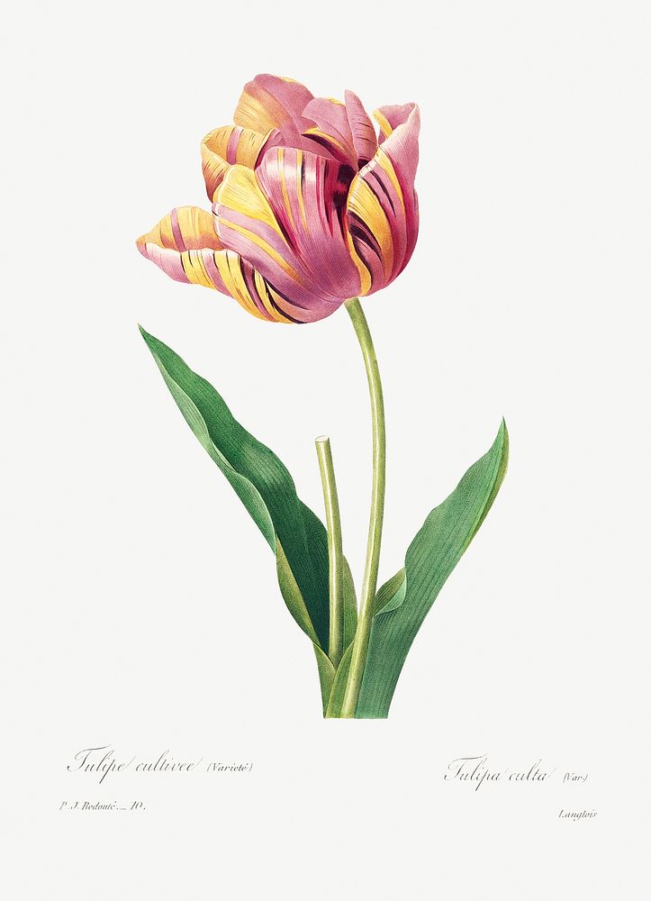 Tulip by Pierre-Joseph Redout&eacute; (1759&ndash;1840). Original from Biodiversity Heritage Library. Digitally enhanced by…