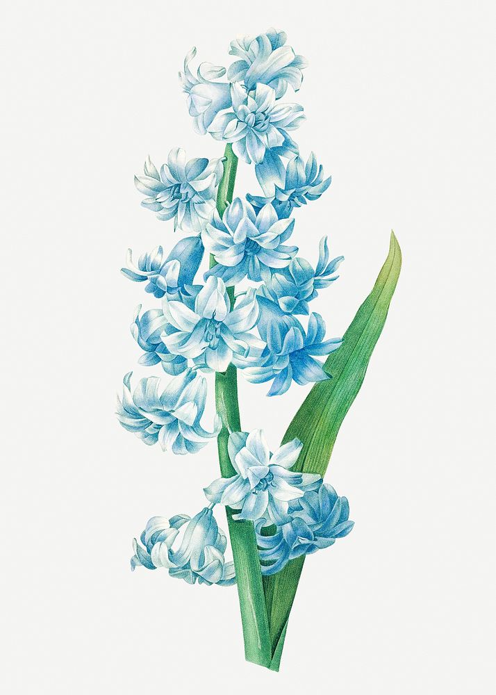 Blue hyacinth flower psd botanical illustration, remixed from artworks by Pierre-Joseph Redout&eacute;