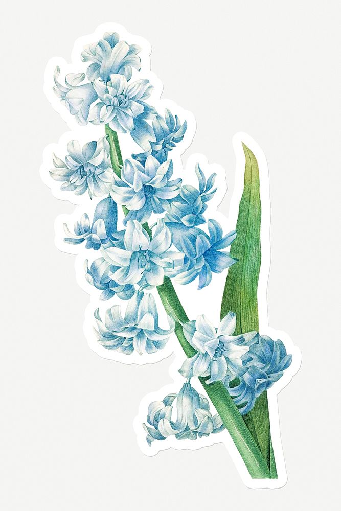 Blue hyacinth flower sticker design resource 