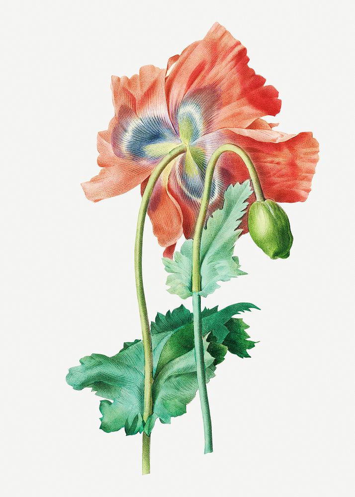 Poppy flower psd botanical illustration, remixed from artworks by Pierre-Joseph Redout&eacute;
