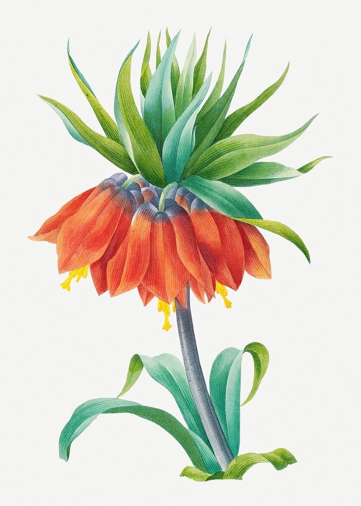 Kaiser's crown flower psd botanical illustration, remixed from artworks by Pierre-Joseph Redout&eacute;