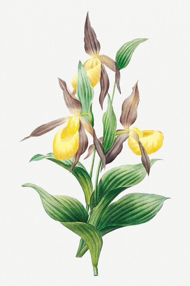 Yellow lady slipper orchid flower psd botanical illustration, remixed from artworks by Pierre-Joseph Redout&eacute;