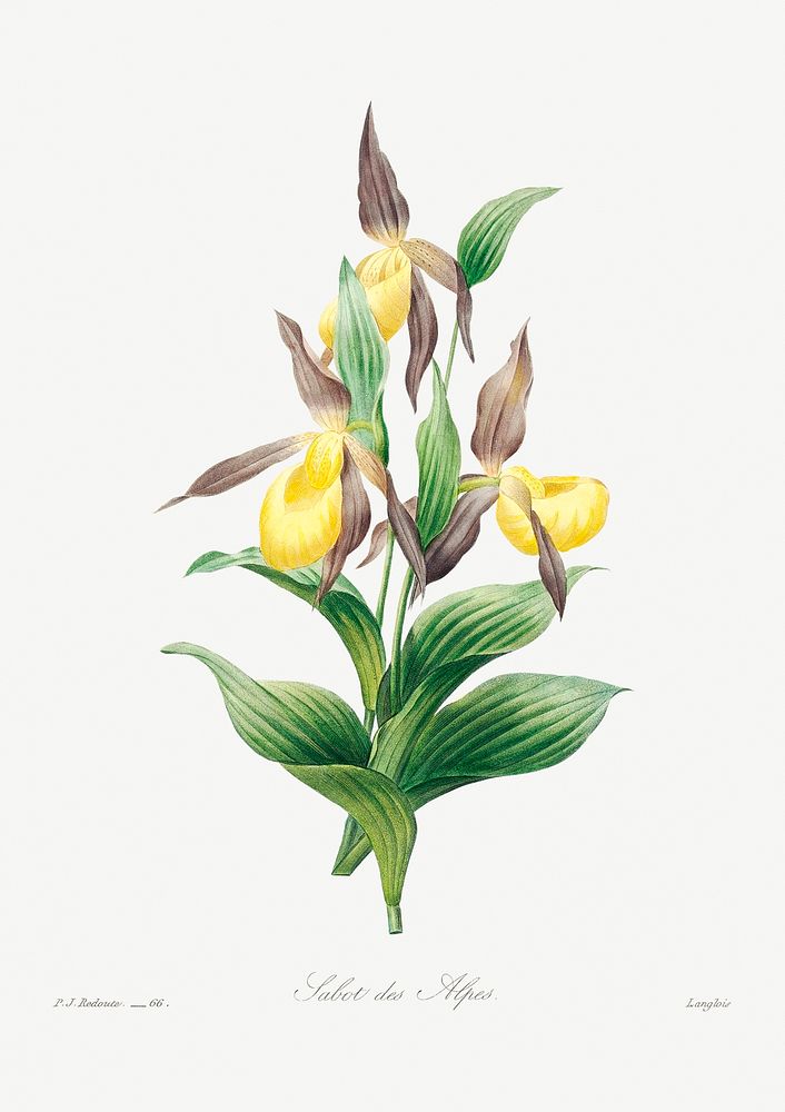 Yellow lady slipper by Pierre-Joseph Redout&eacute; (1759&ndash;1840). Original from Biodiversity Heritage Library.…