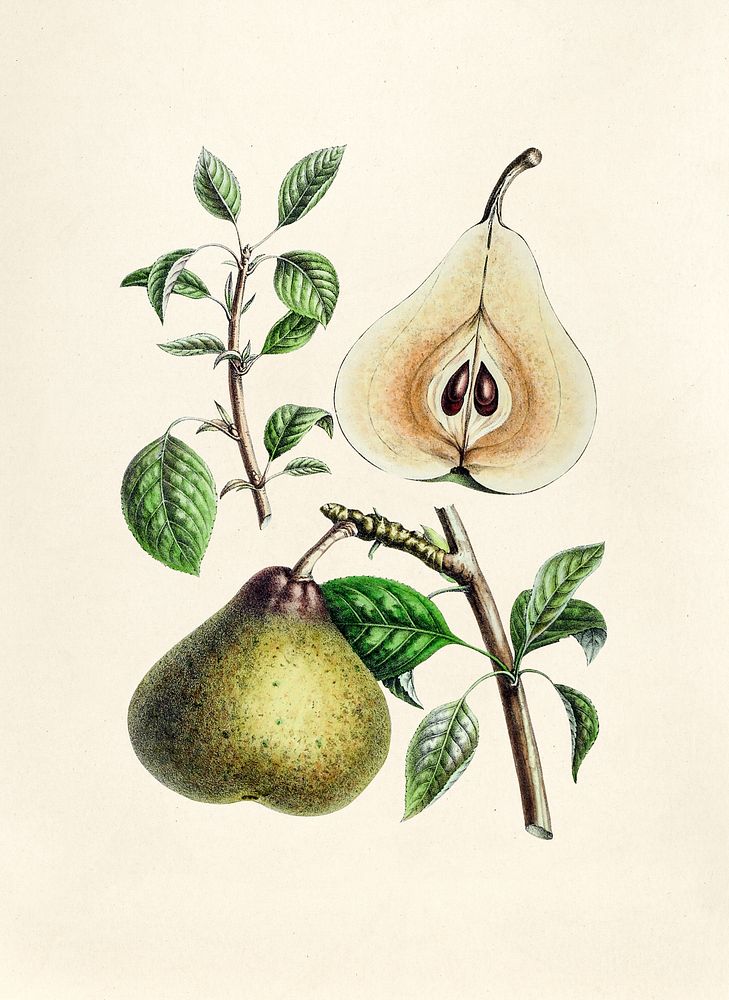 Antique illustration of European pear