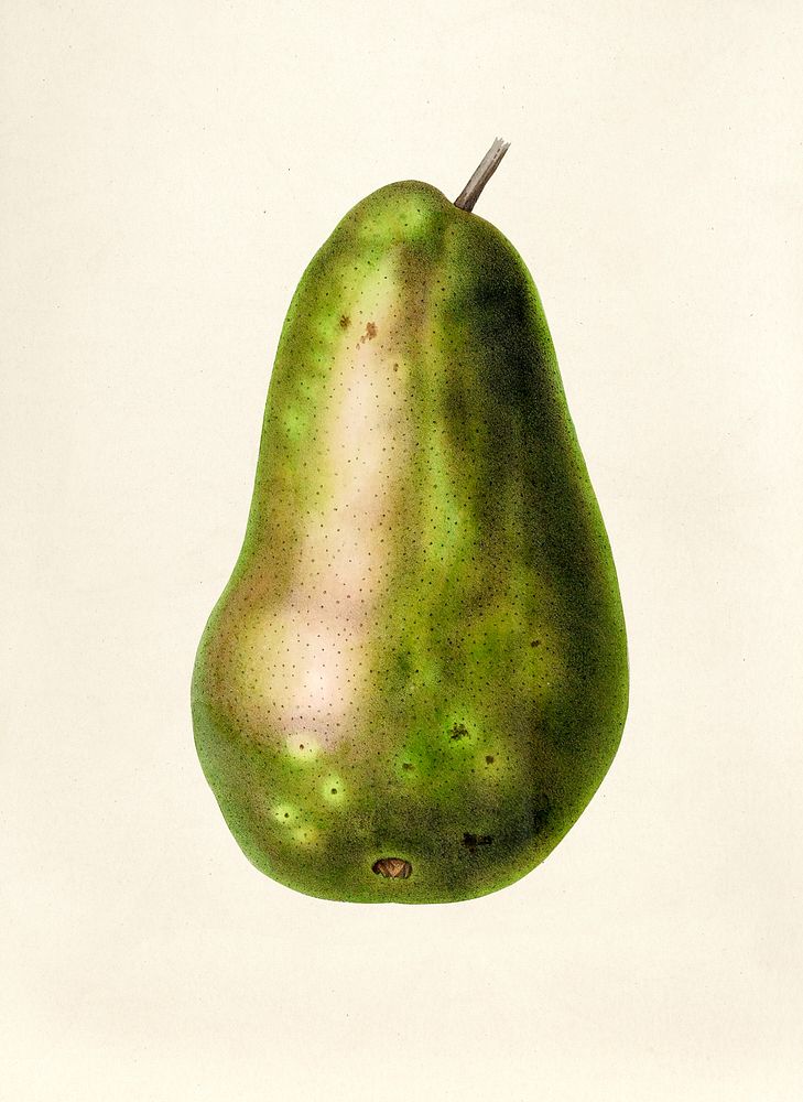 Antique illustration of Pear