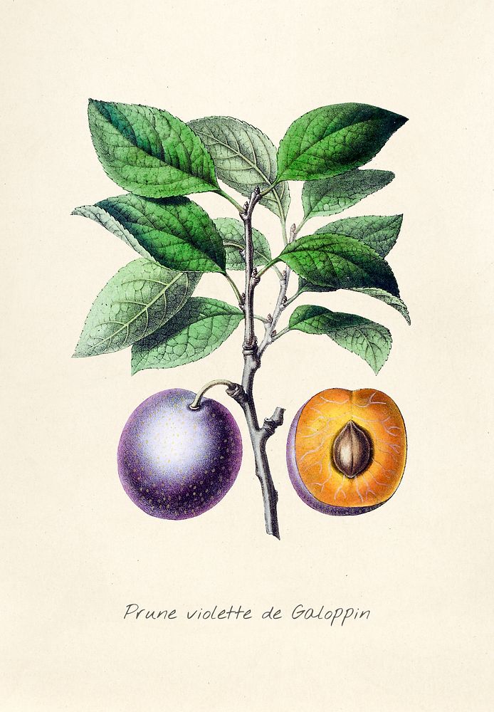 Antique illustration of Prune violette de Galoppin